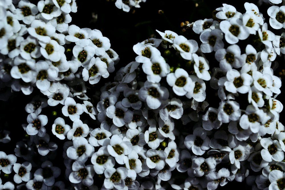 цветы и тени