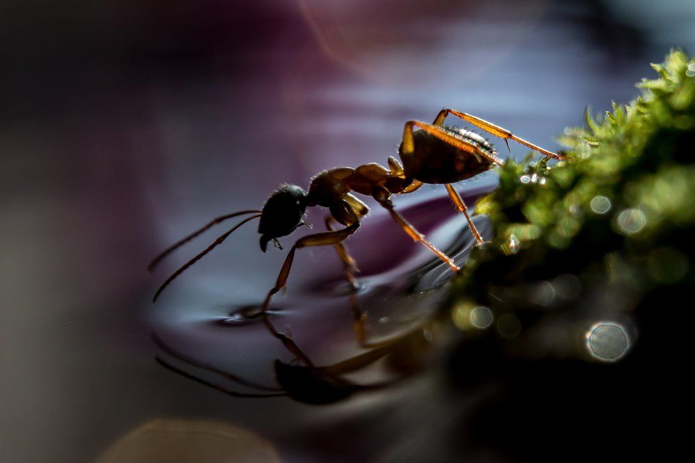 Путешественник...