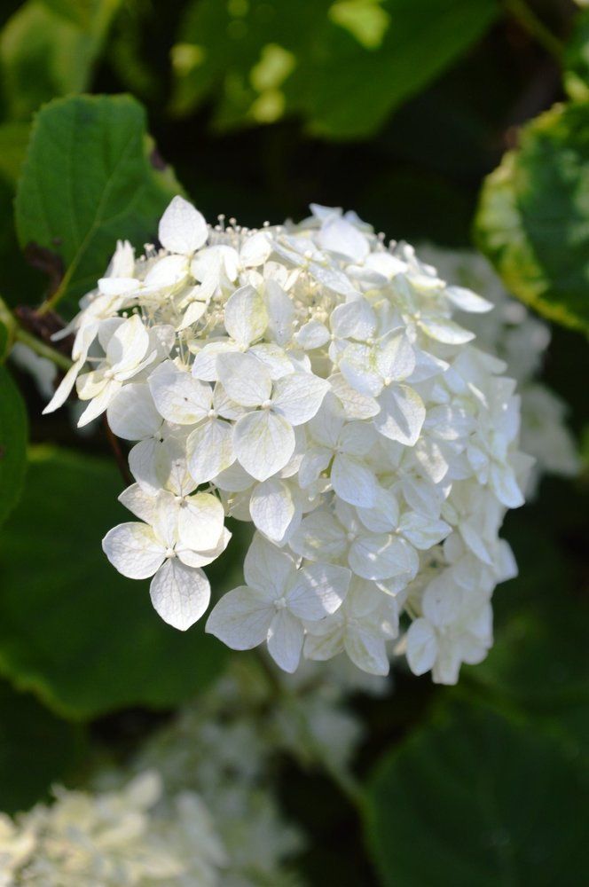 Цветы в саду