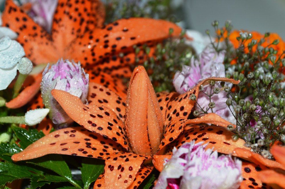 Капелька на листках лилии