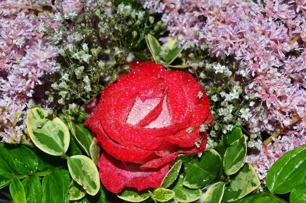 Королева цветов