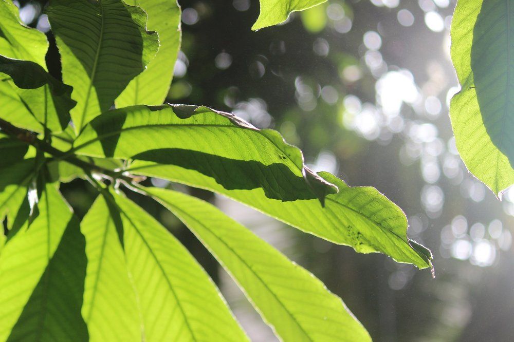 Sunlight filtering through leaves