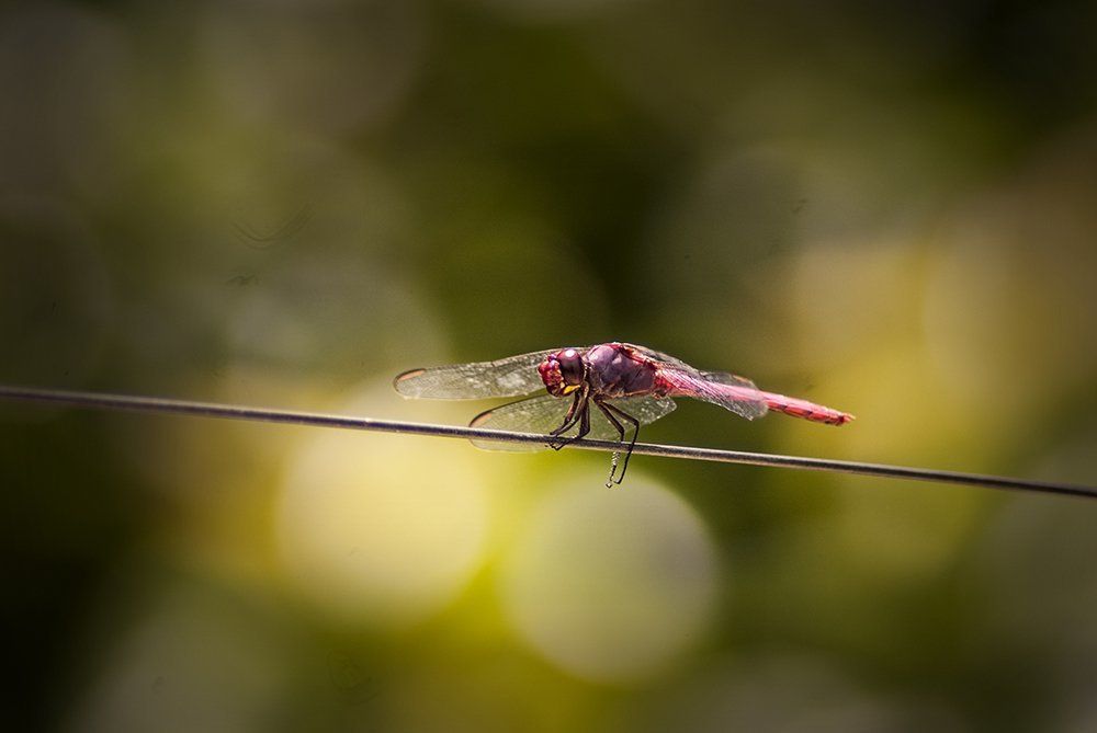 The Firefly