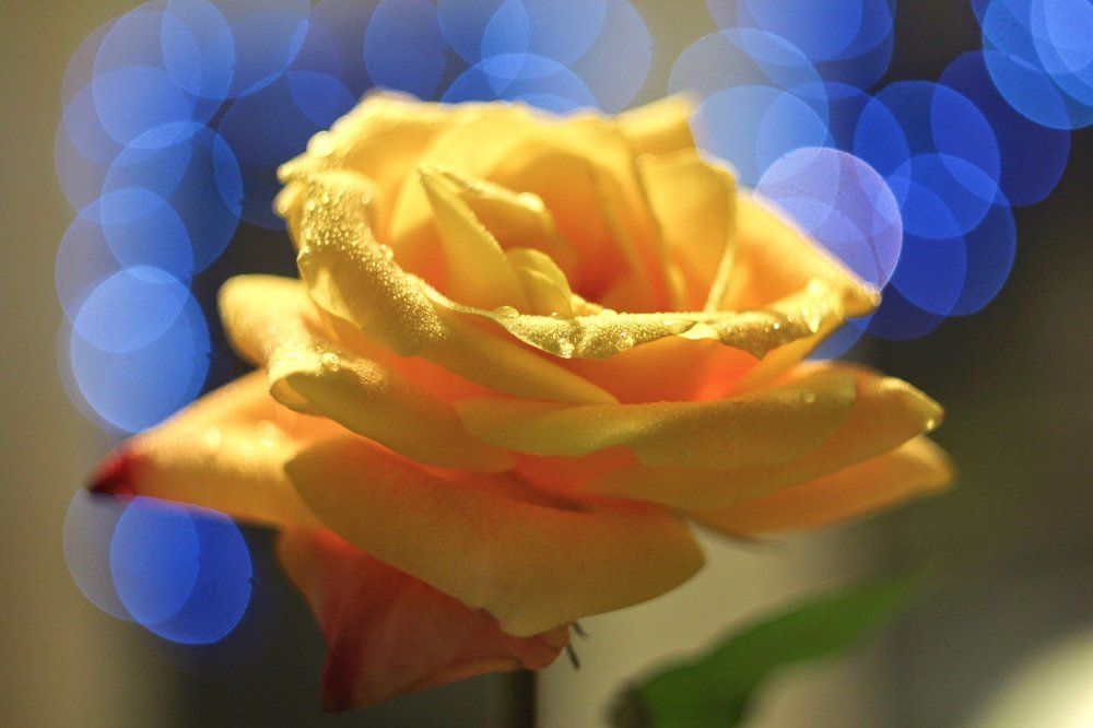 Photograph by Svetlana