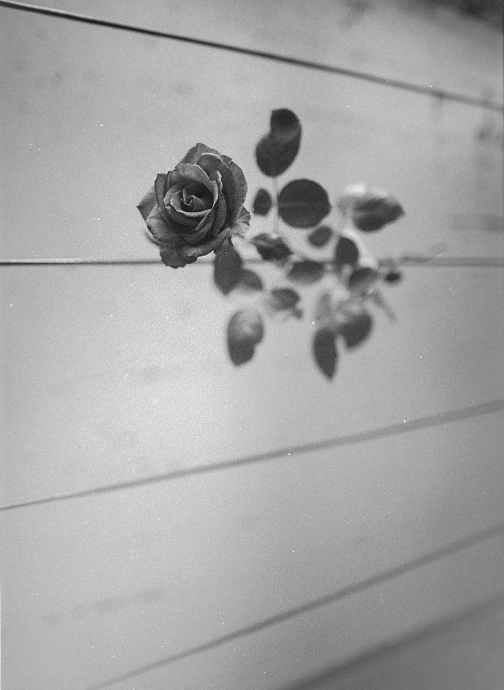 Photograph by Григорий Привезенцев