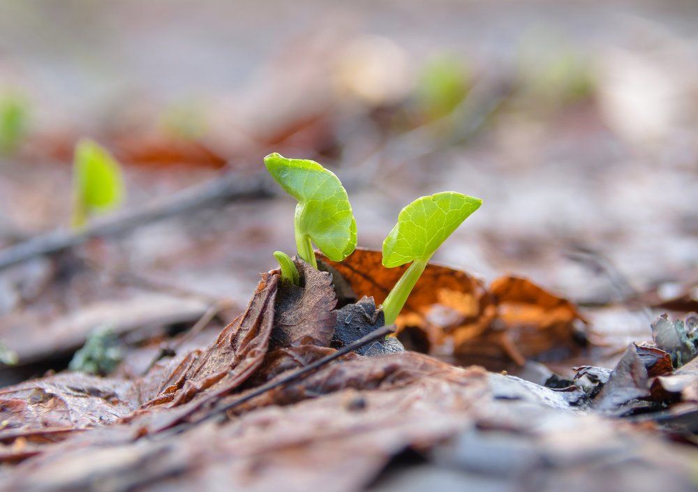 Сила юности