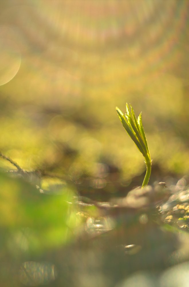 Строго на солнце