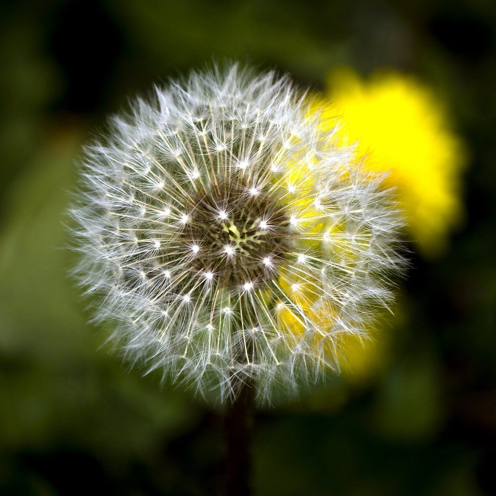 Одуванчики