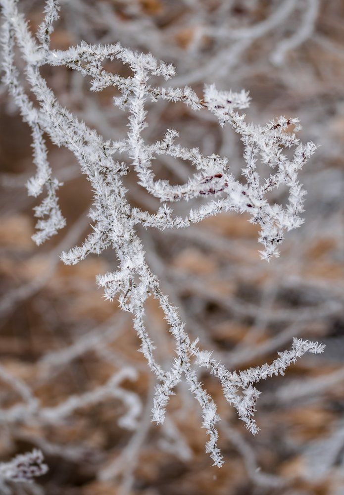 Морозный коралл