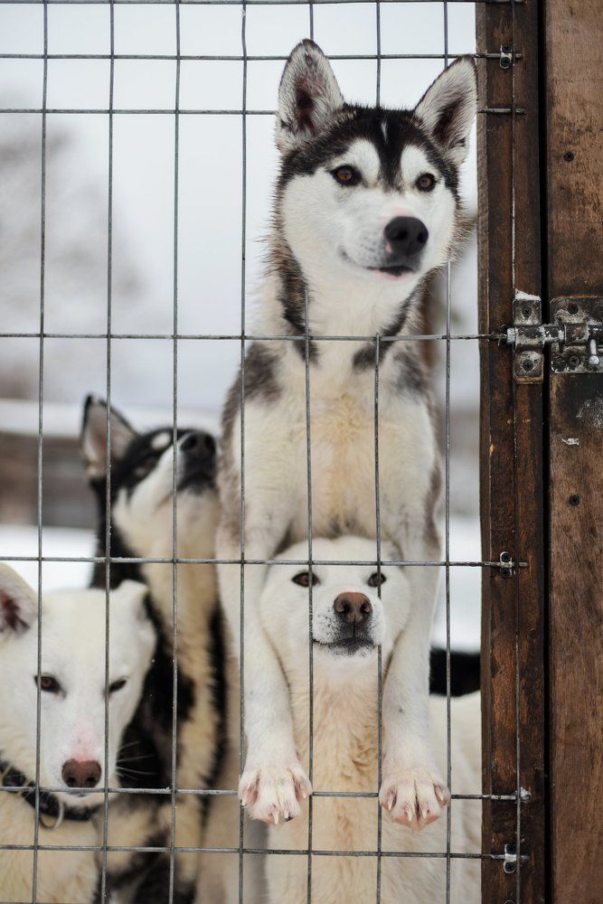 Любопытство