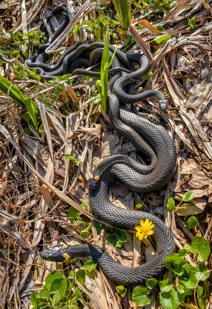 Изгибы чешуй