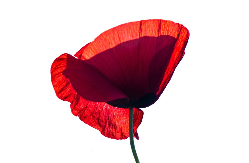 Красный мак