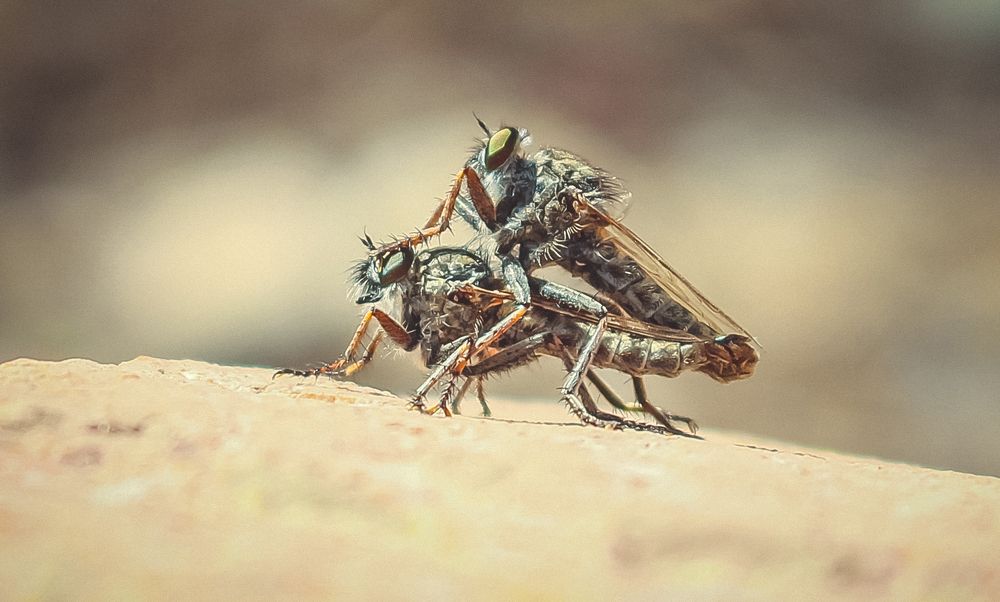 Вот такая любовь