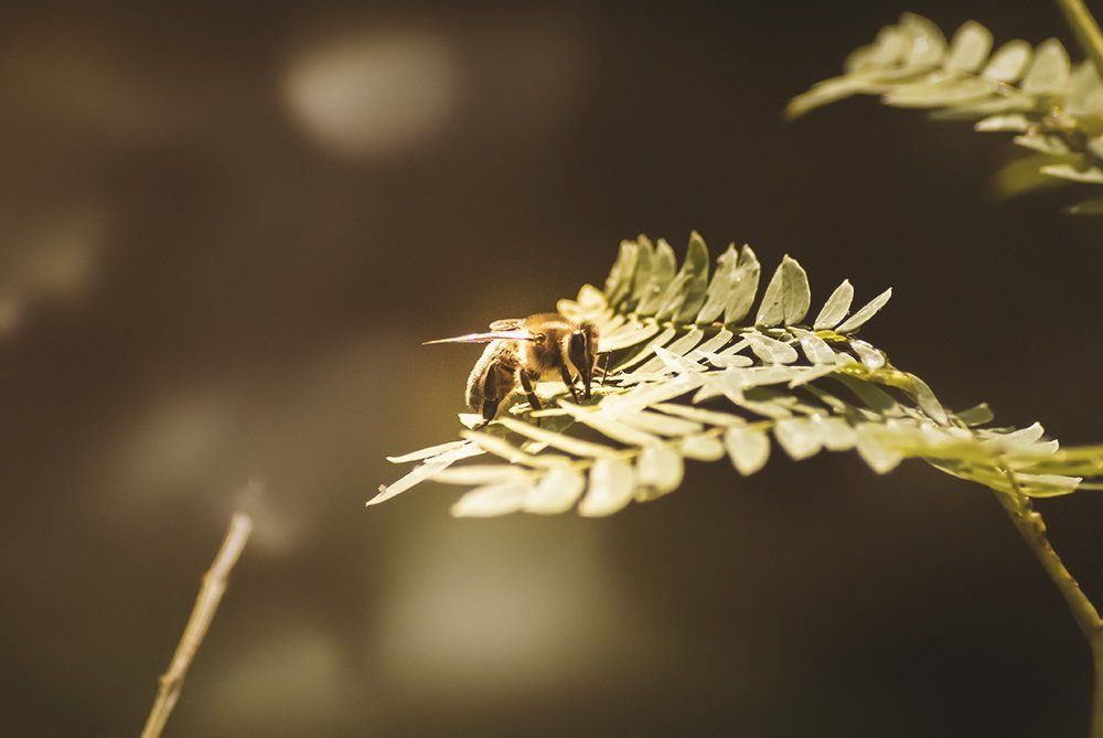 The Bee