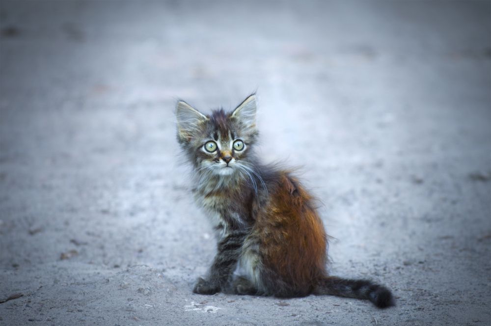 Photograph by Алла