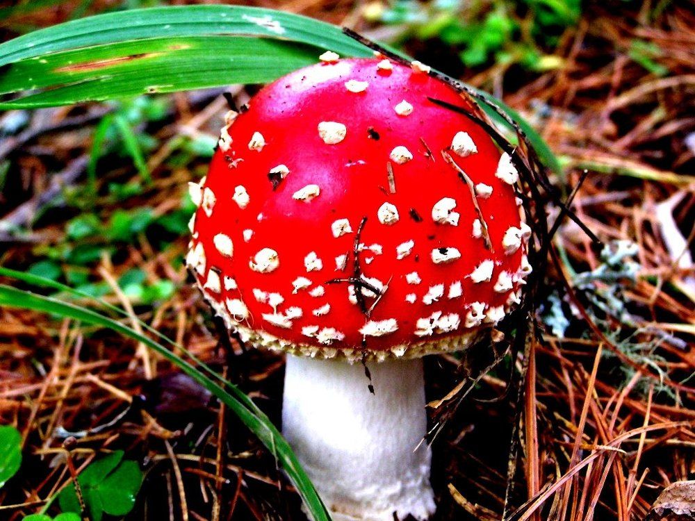 Amanita muscaria