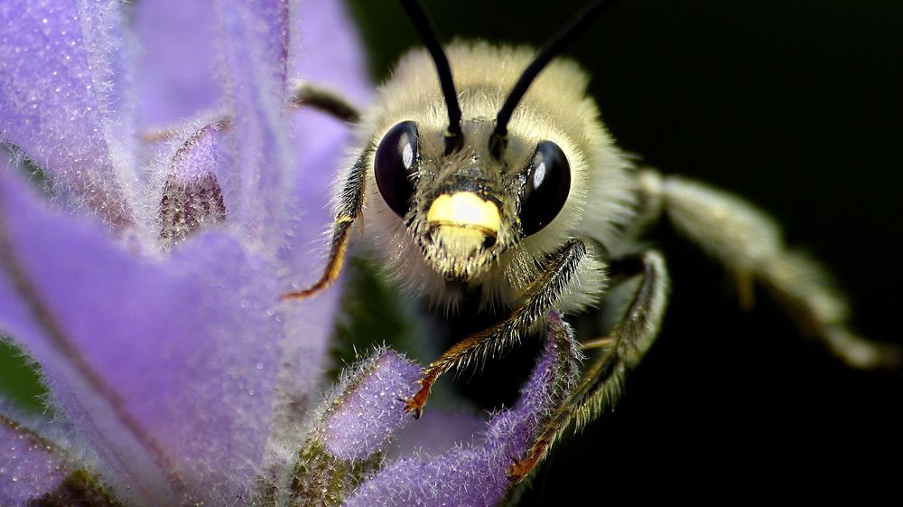 Bee on Lavender