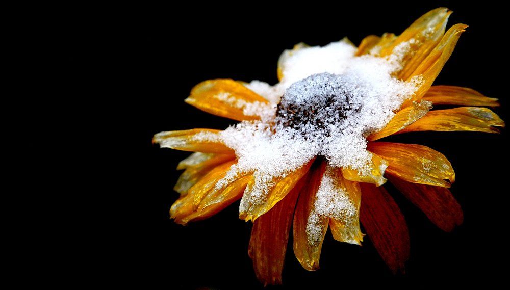 Застывшая красота