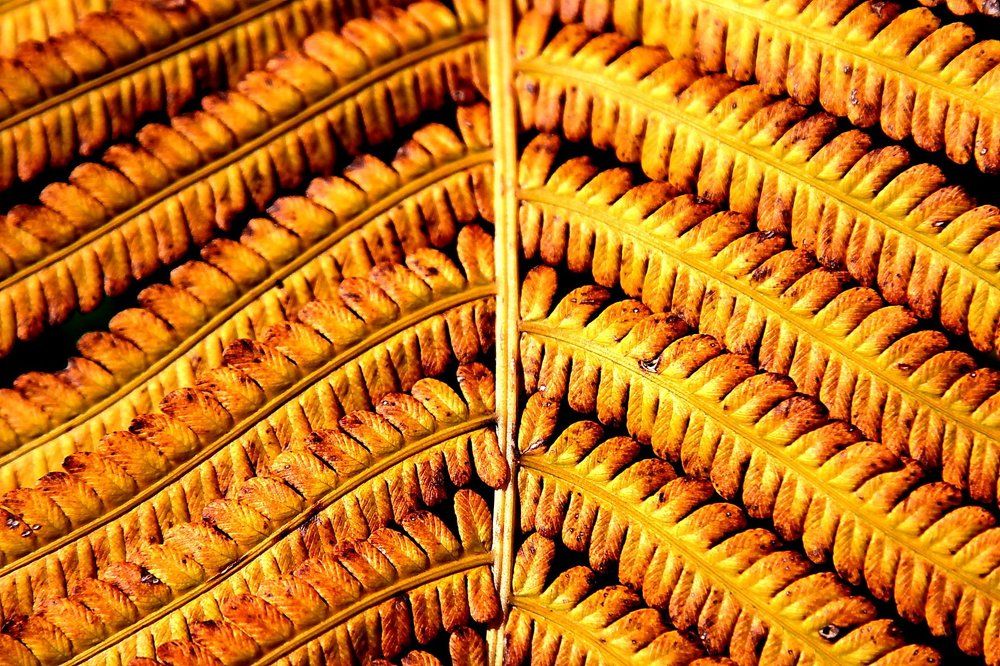 Папоротник