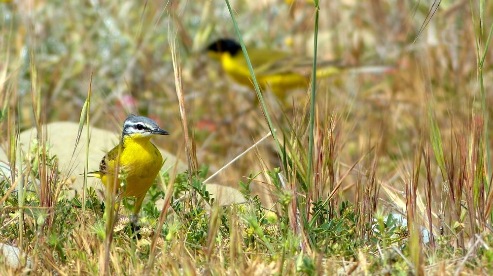 Yellow wagtail - Motacilla flava