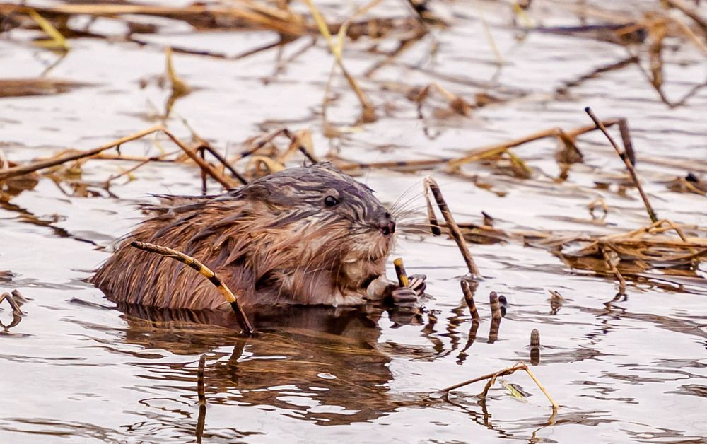 Ондатра  за  трапезой.