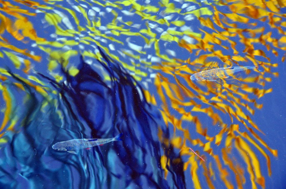 Метаморфозы воды