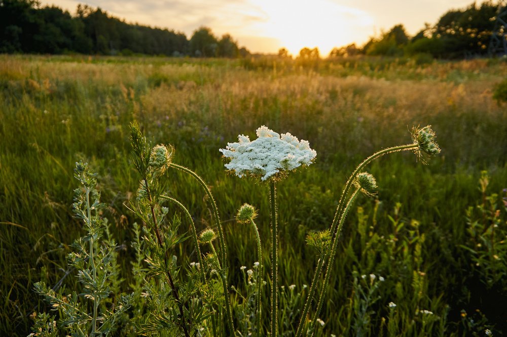 Мама с детками.
