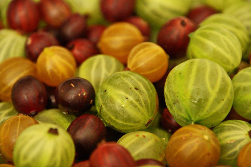 Разноцветный крыжовник