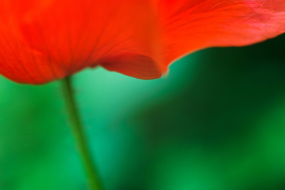 Photograph by Алексей Коза