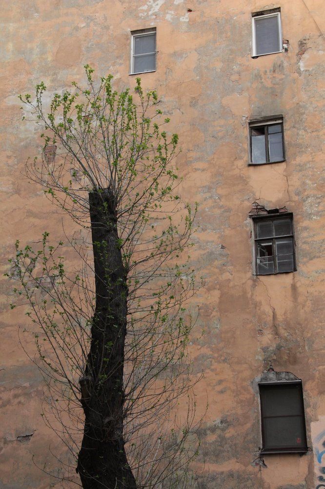 городские джунгли