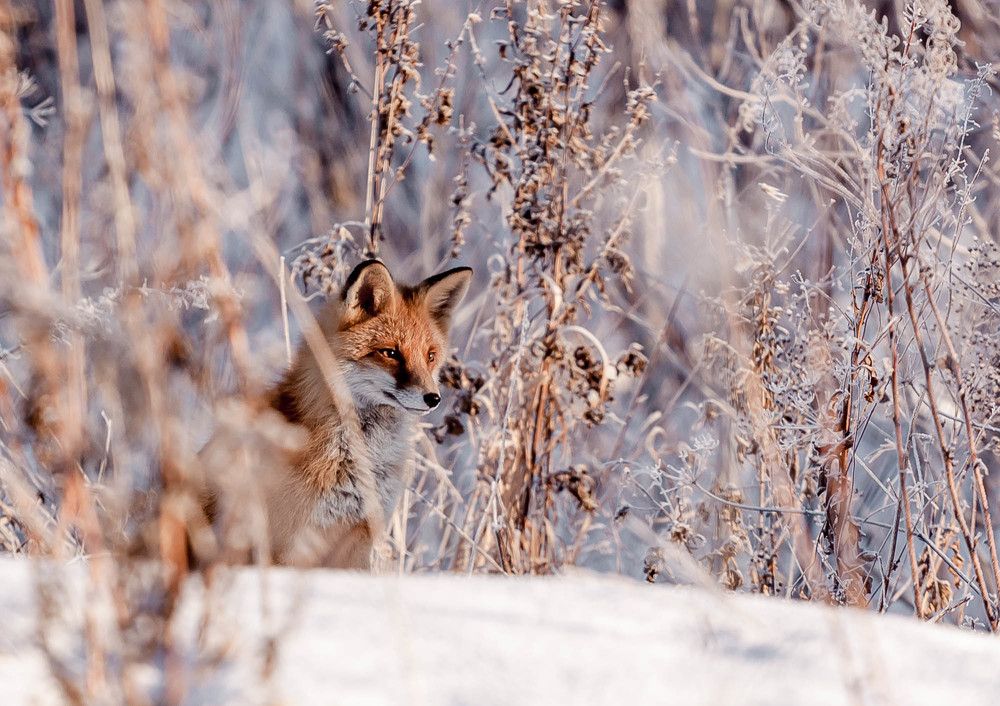 патрикеевна.