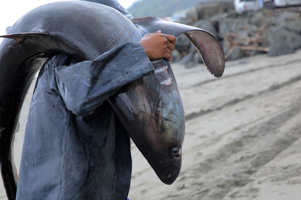 Сегодня ты добыча