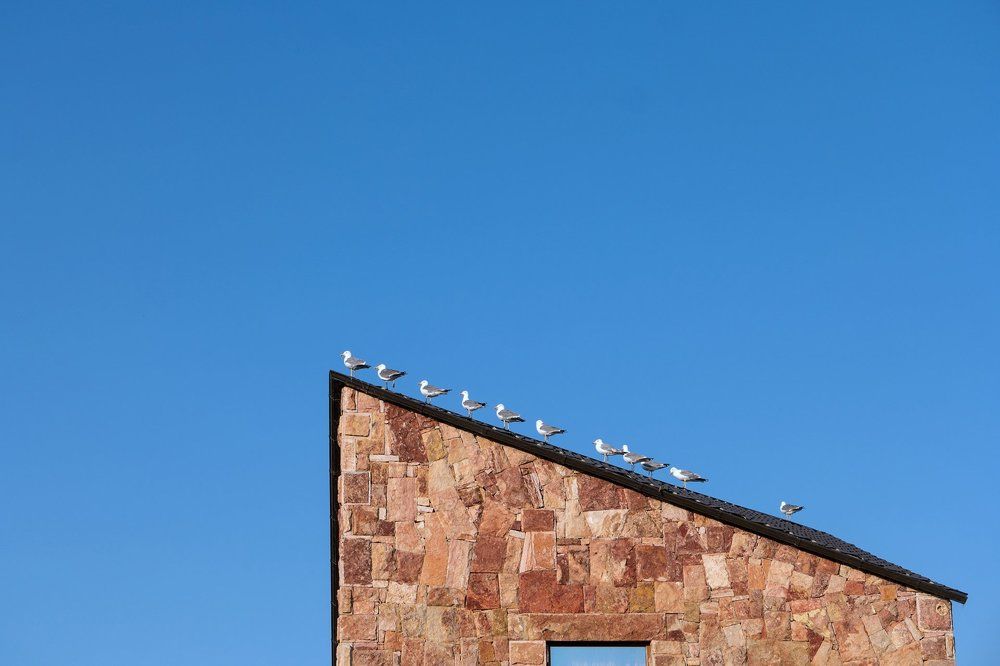 Birds on the roof