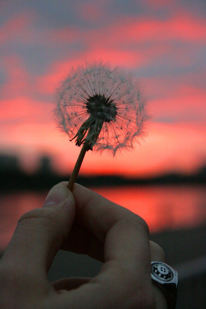 пушистое создание