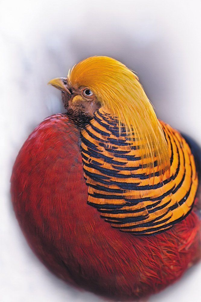 Красно-желтый шарик