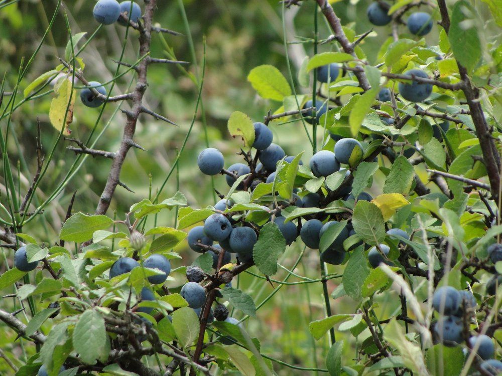 Photograph by Anna Pankratova