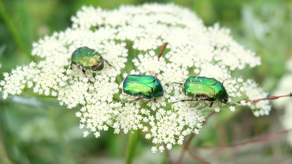 Photograph by Anna Pankratova