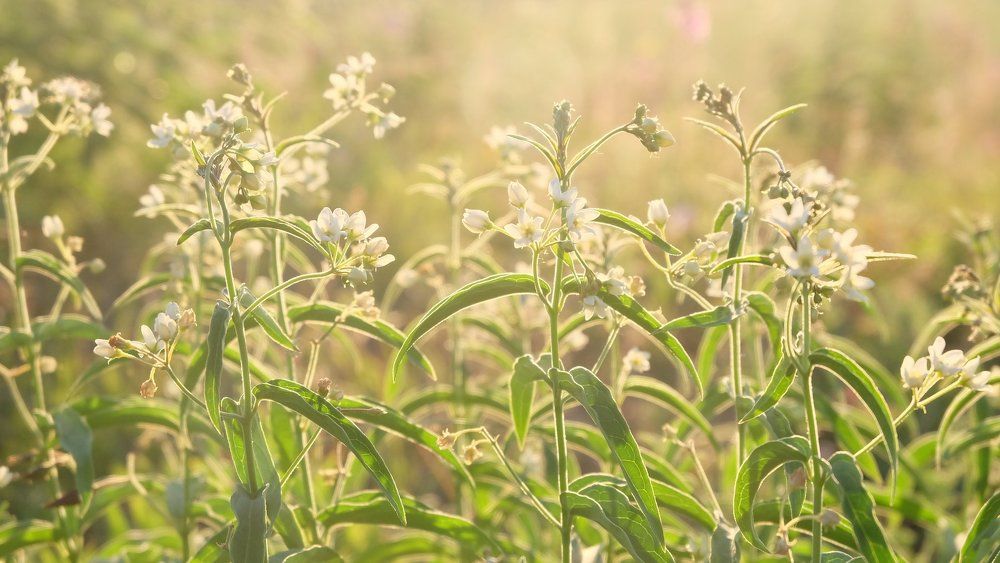 Photograph by Anna Pankratova