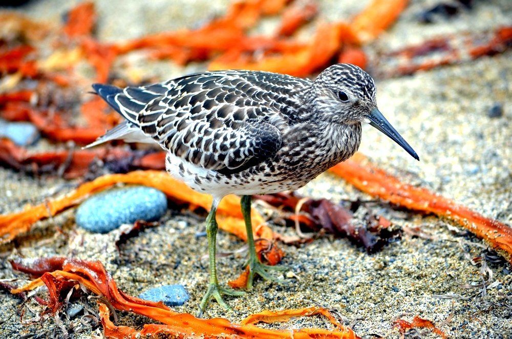 Оранжевое настроение...