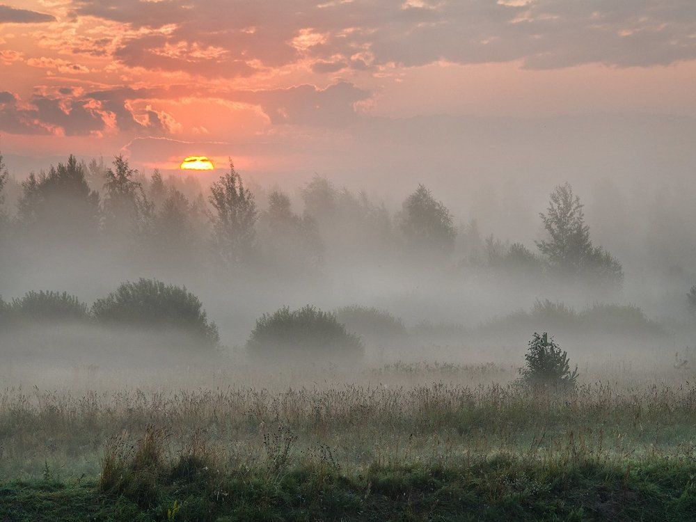 "Ёжики" в тумане