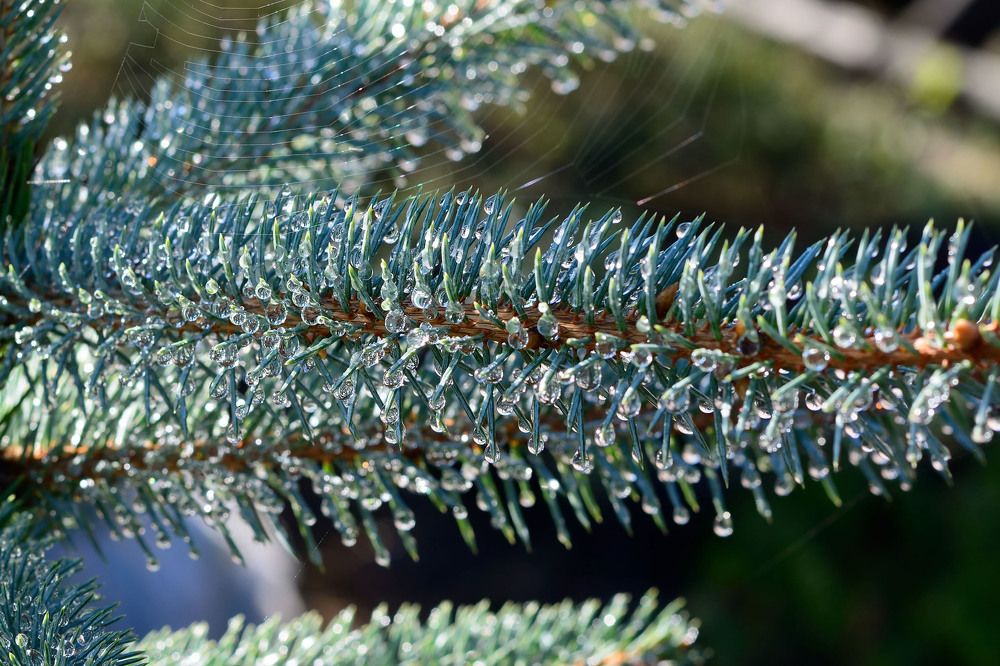 После дождя