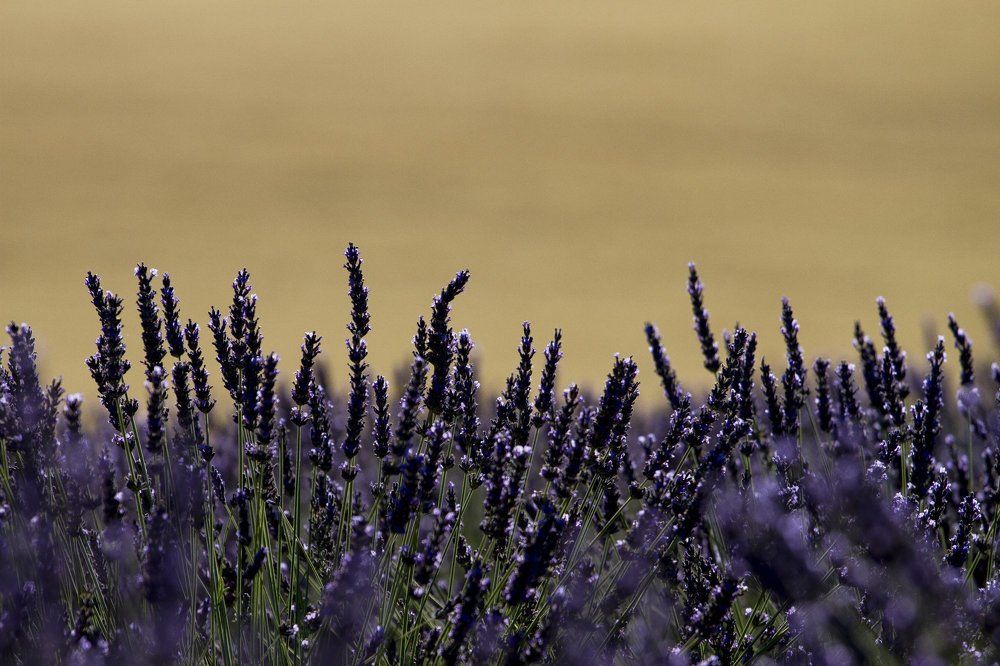 Lavanda