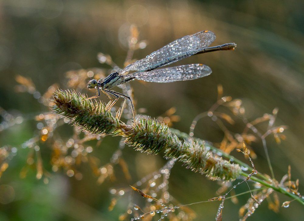 Утренний моцион