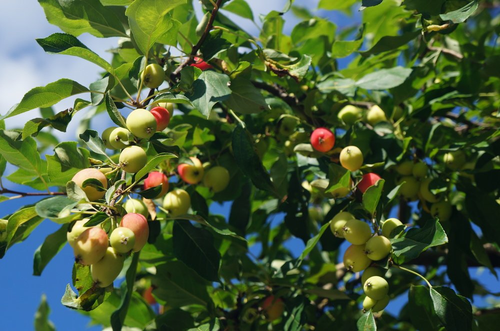 Московская яблоня