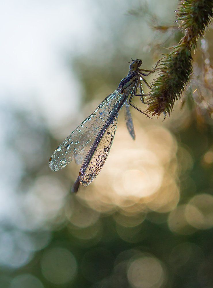 Утро в траве