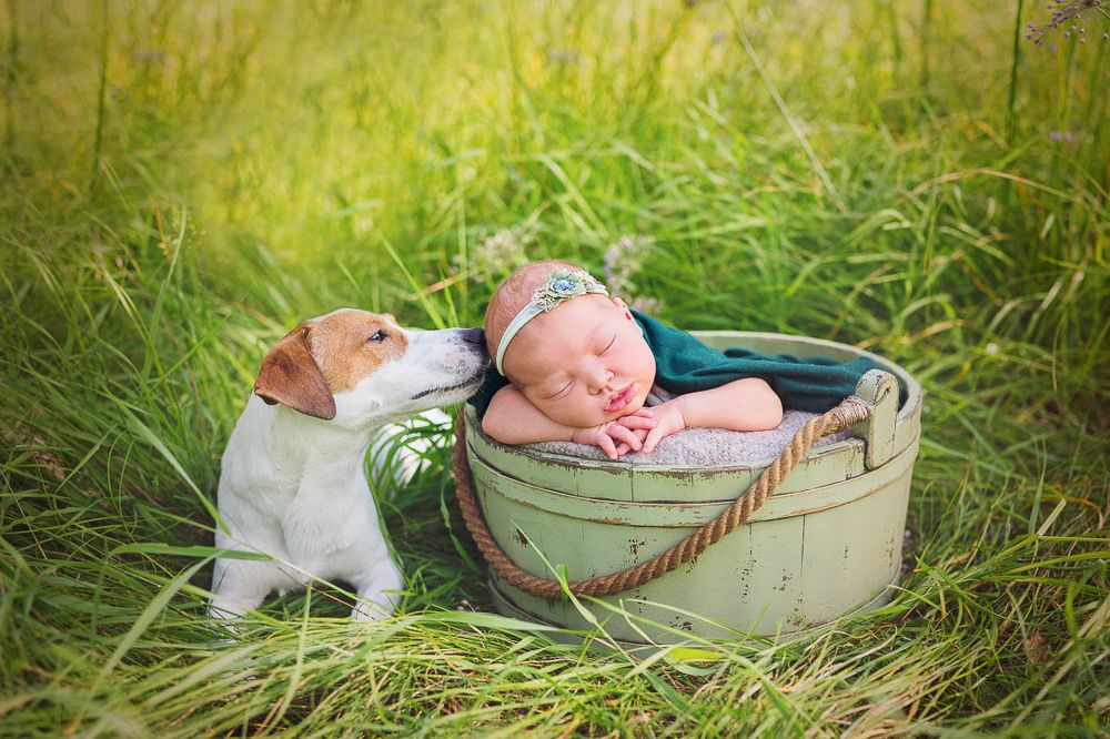 Нянь на 4 лапах