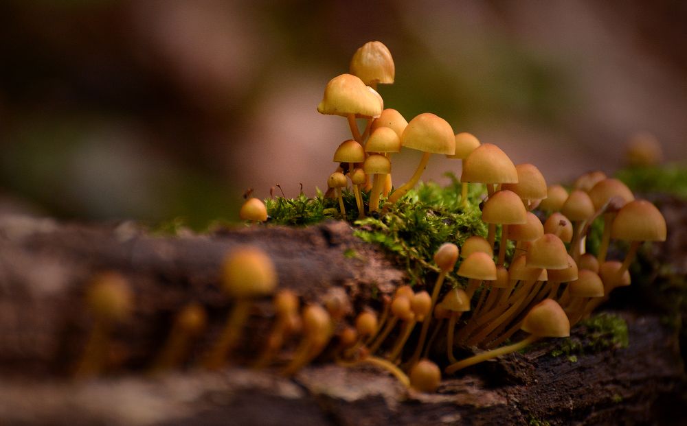 Лесные жители