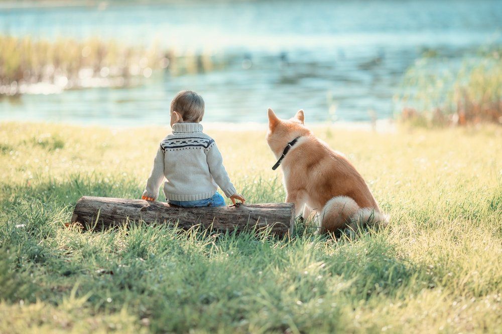Собака и ее мальчик