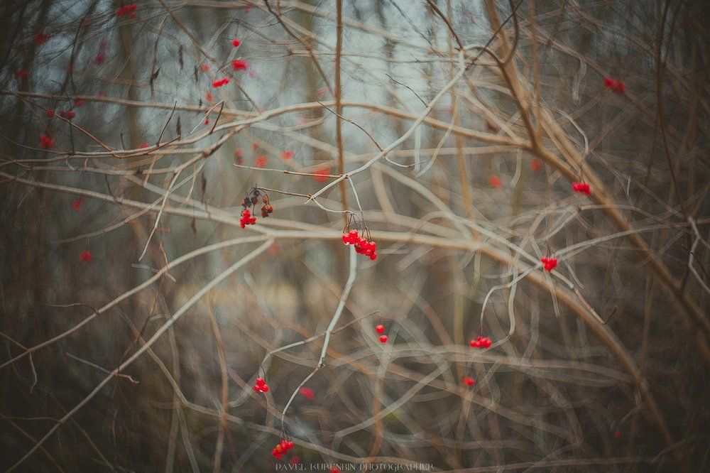 Photograph by Павел Куренбин