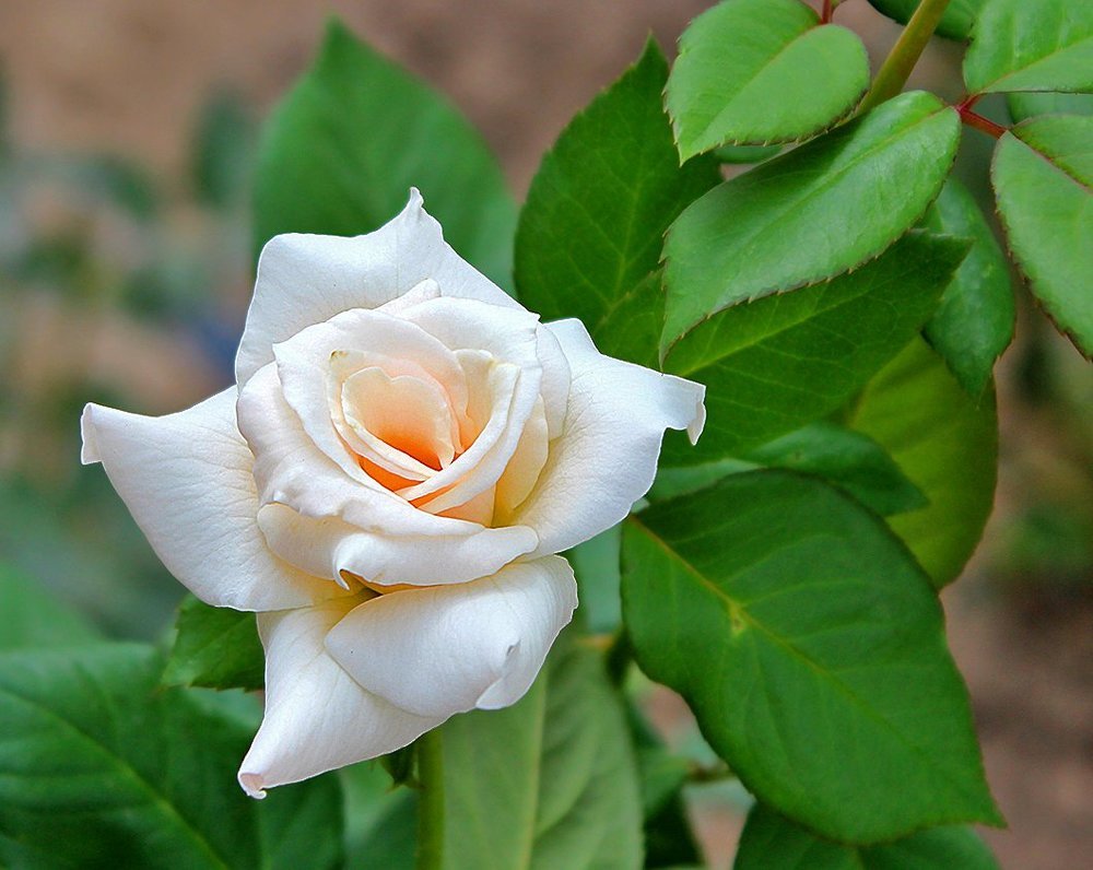 Мисс Нежность